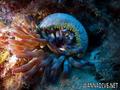 scuba diving photo