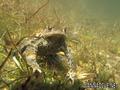 scuba diving photo