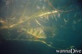scuba diving photo