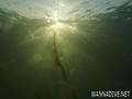scuba diving photo