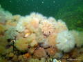scuba diving photo