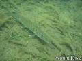 scuba diving photo