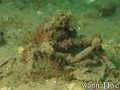 scuba diving photo
