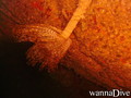 scuba diving photo