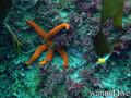 scuba diving photo