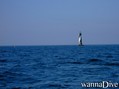 scuba diving photo