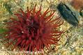 scuba diving photo