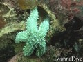 scuba diving photo