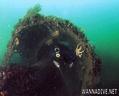 scuba diving photo