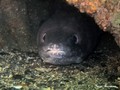scuba diving photo
