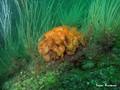 scuba diving photo