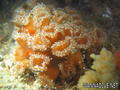 scuba diving photo