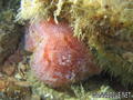 scuba diving photo