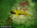 scuba diving photo
