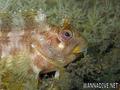 scuba diving photo