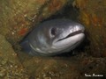 scuba diving photo