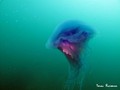 scuba diving photo