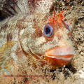 scuba diving photo