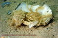 scuba diving photo