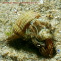 scuba diving photo