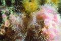 foto de buceo