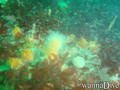 scuba diving photo