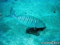 scuba diving photo