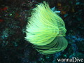 scuba diving photo