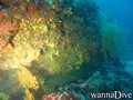 scuba diving photo