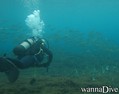 scuba diving photo