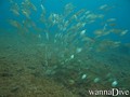 scuba diving photo