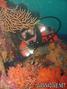 foto de buceo