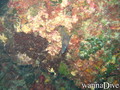 foto de buceo