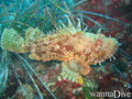 foto de buceo