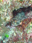 foto de buceo