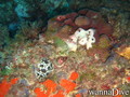 foto de buceo