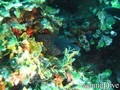 foto de buceo