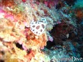 foto de buceo