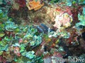 foto de buceo