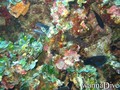 foto de buceo
