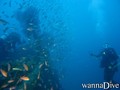 scuba diving photo