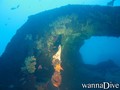 scuba diving photo