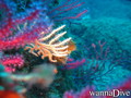 scuba diving photo