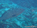 scuba diving photo