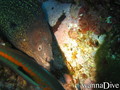 scuba diving photo