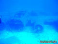 scuba diving photo