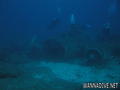scuba diving photo