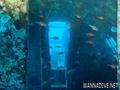 scuba diving photo