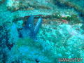 scuba diving photo