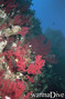 scuba diving photo